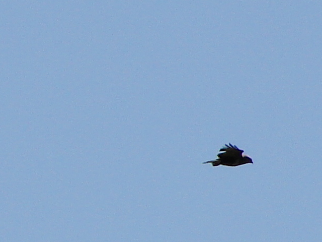 Falco pecchiaiolo in controluce
