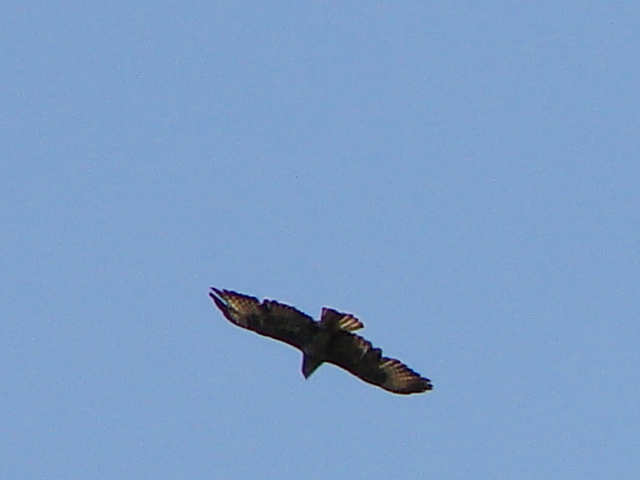 Falco pecchiaiolo in controluce