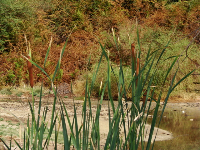 Riserva naturale di  Canale Monterano