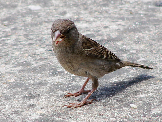 ritratti