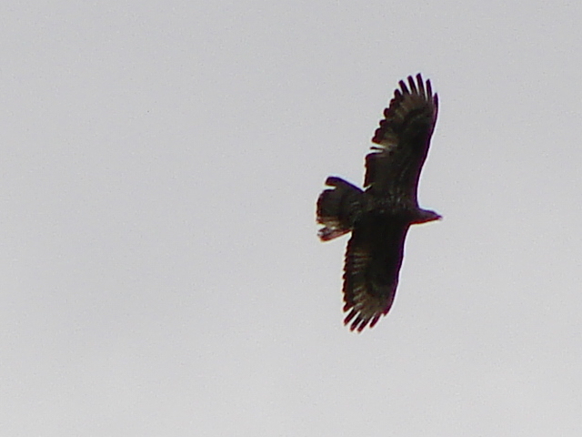 Falco pecchiaiolo in controluce