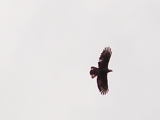 Falco pecchiaiolo in controluce