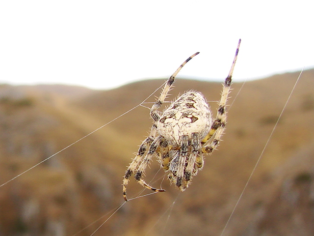 Araneus diadematus