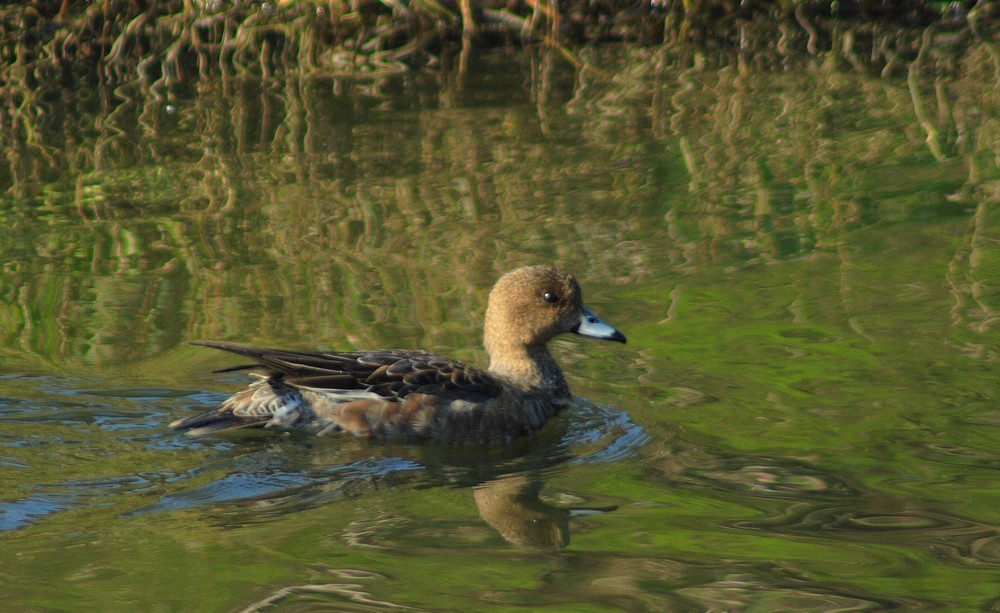 pose da ibrido...Egretta gularis