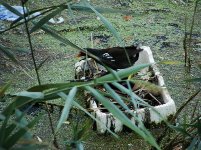 una gallinella d''acqua manda il suo messaggio all'' uomo