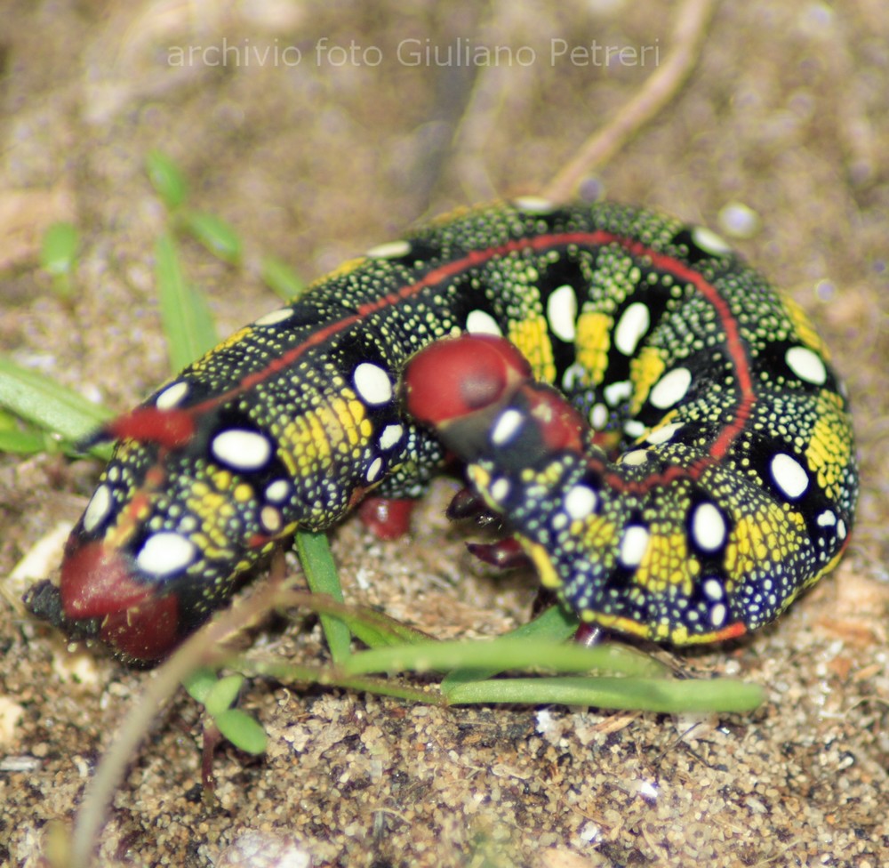Bruco di Hyles euphorbiae