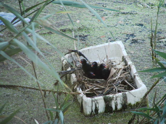 una gallinella d''acqua manda il suo messaggio all'' uomo
