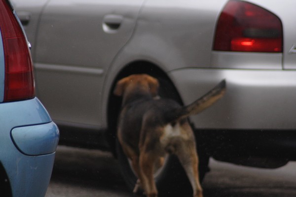 alla ricerca dei cani inselvatichiti. l''aquila