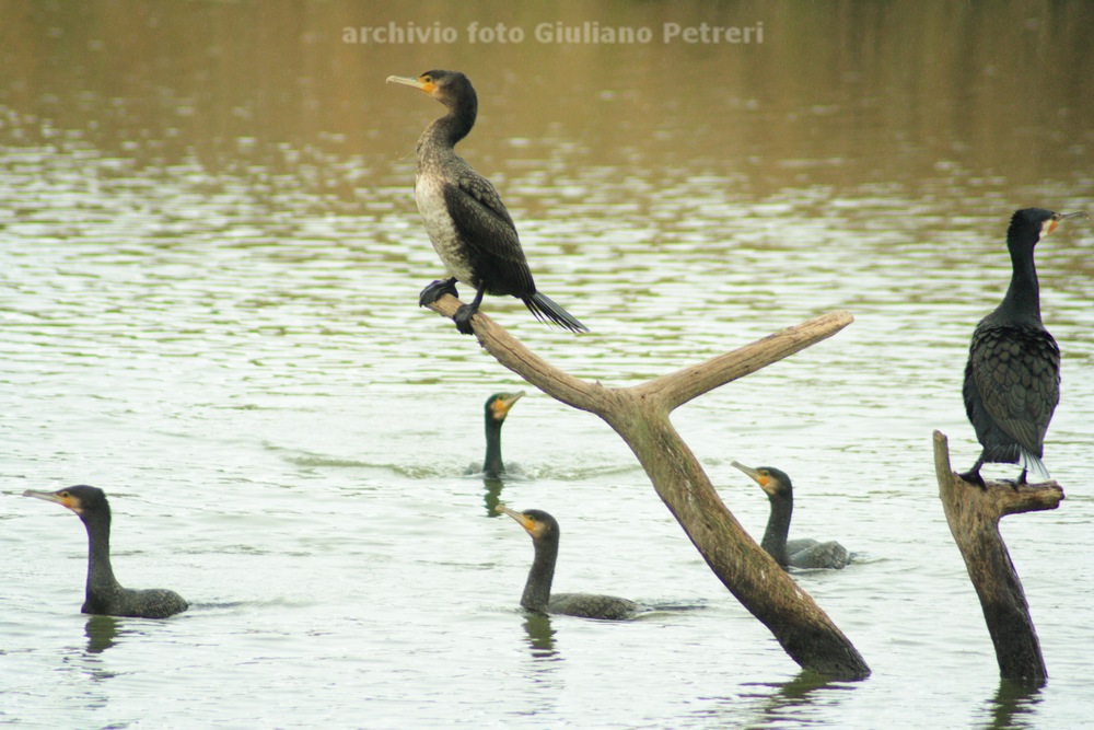 cormorani