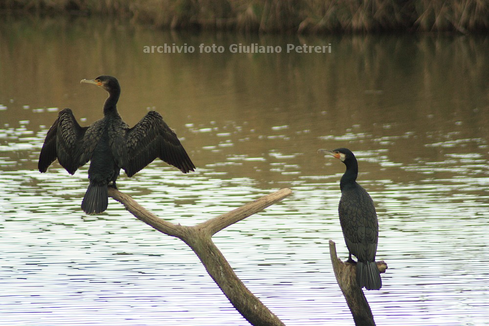 cormorani