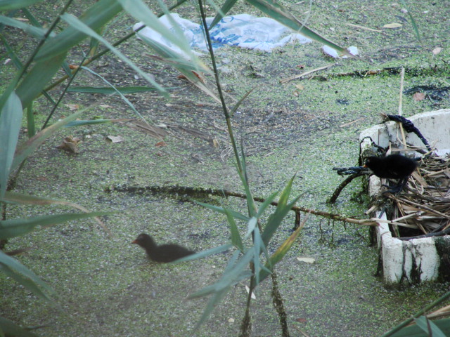 una gallinella d''acqua manda il suo messaggio all'' uomo