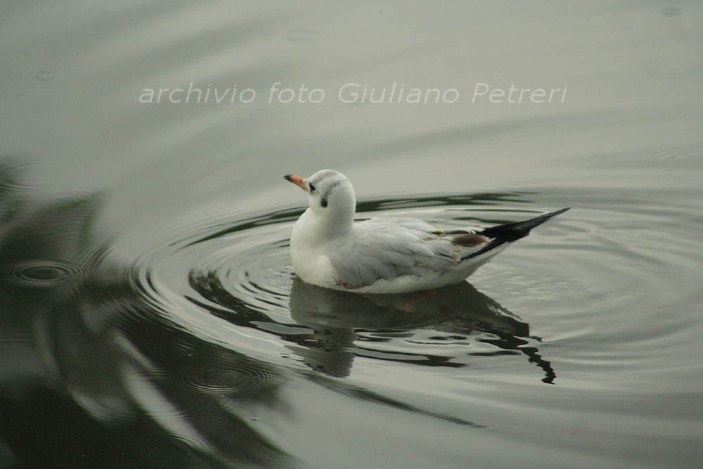 ancora gabbiani