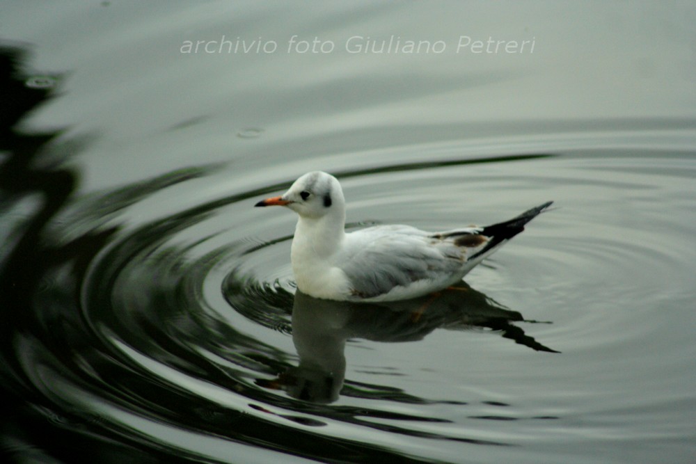 ancora gabbiani