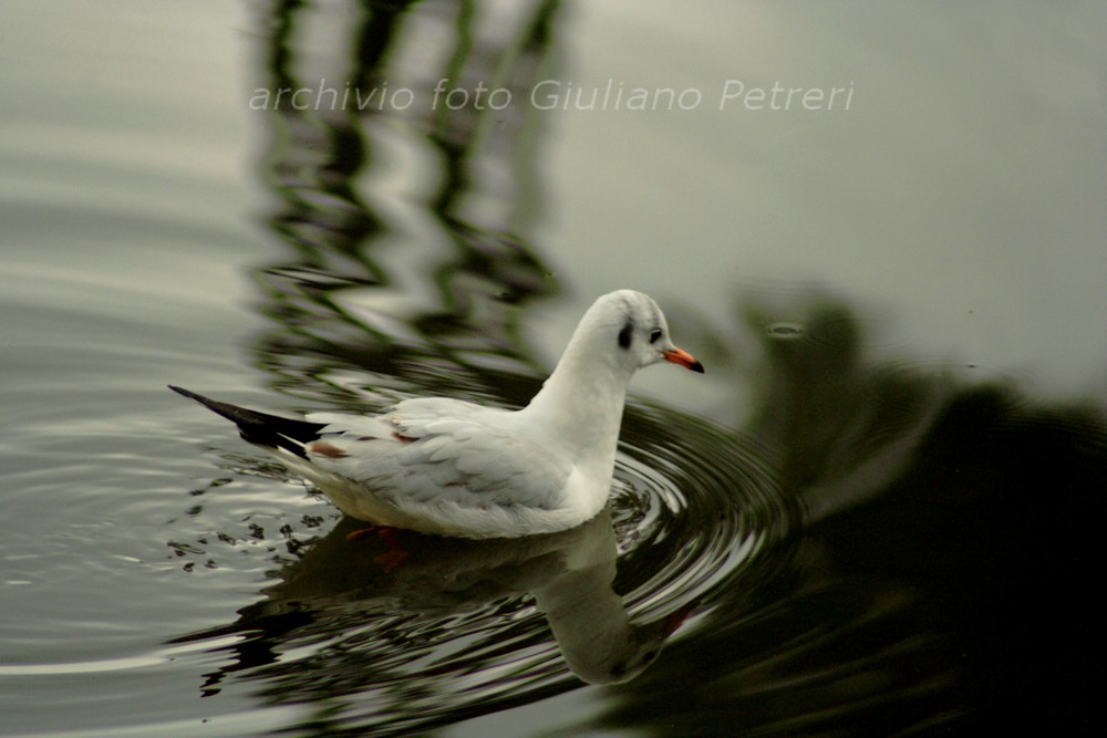 ancora gabbiani
