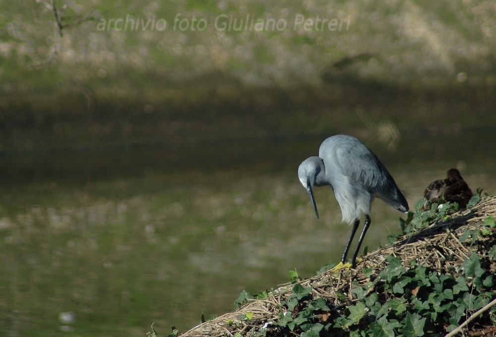 pose da ibrido...Egretta gularis