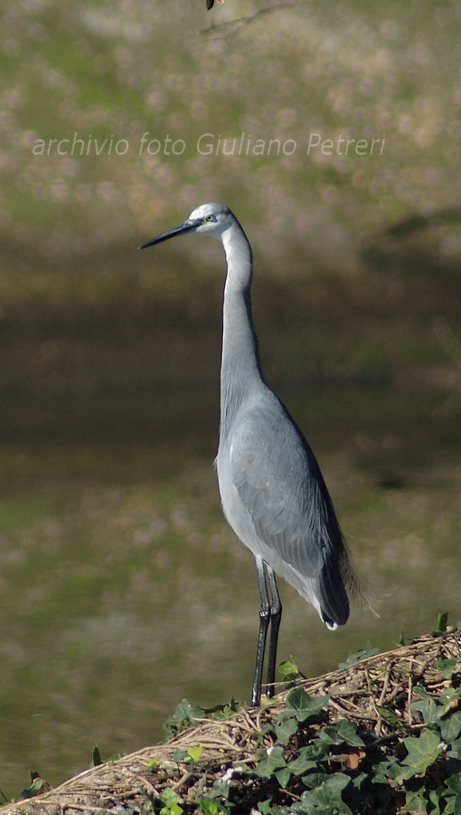 pose da ibrido...Egretta gularis