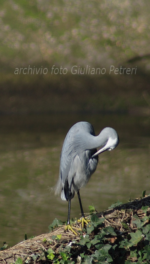 pose da ibrido...Egretta gularis