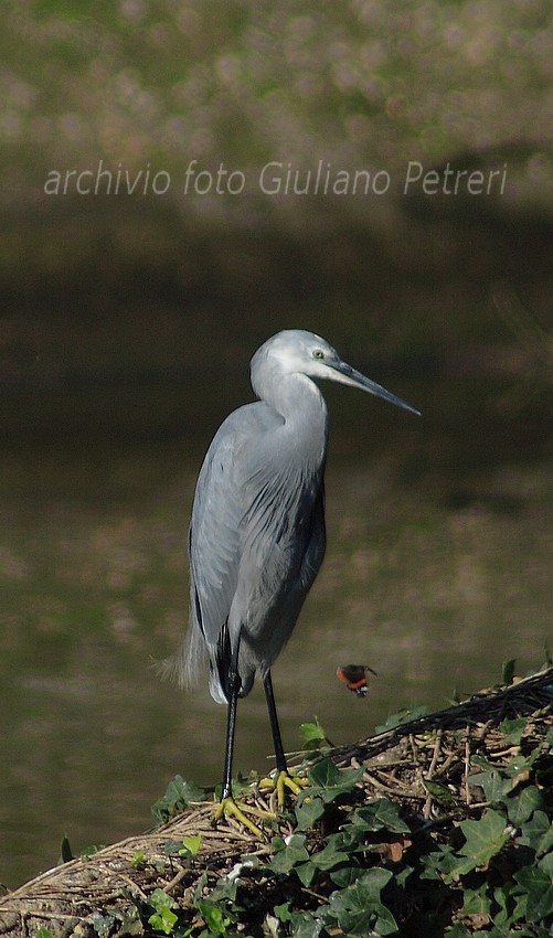 pose da ibrido...Egretta gularis