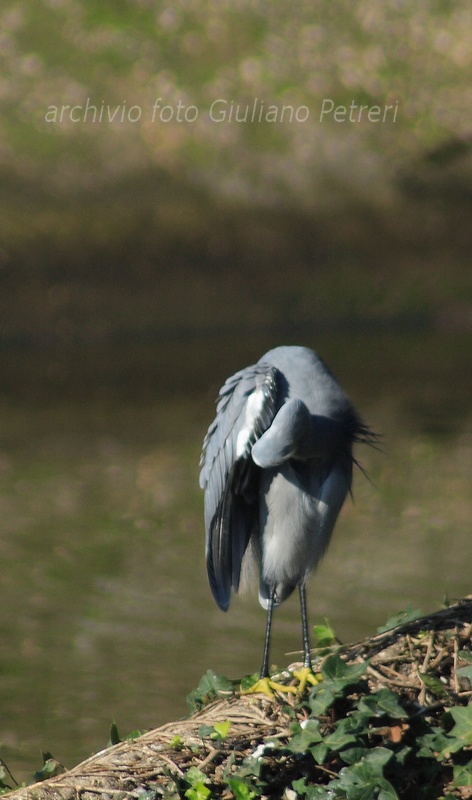 pose da ibrido...Egretta gularis