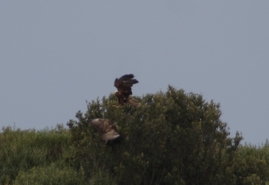 identificazione rapace a macchiagrande