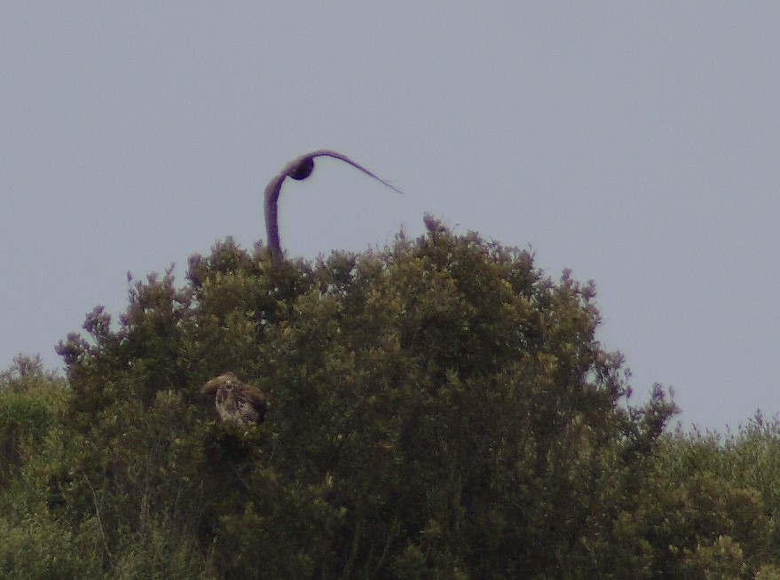 identificazione rapace a macchiagrande
