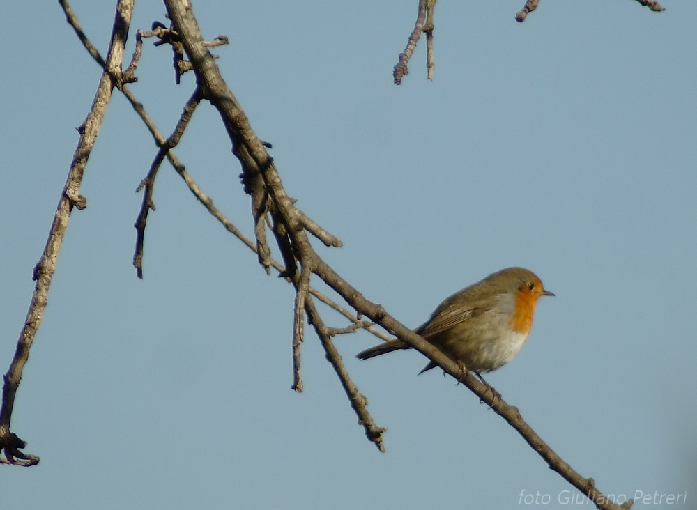 pettirosso