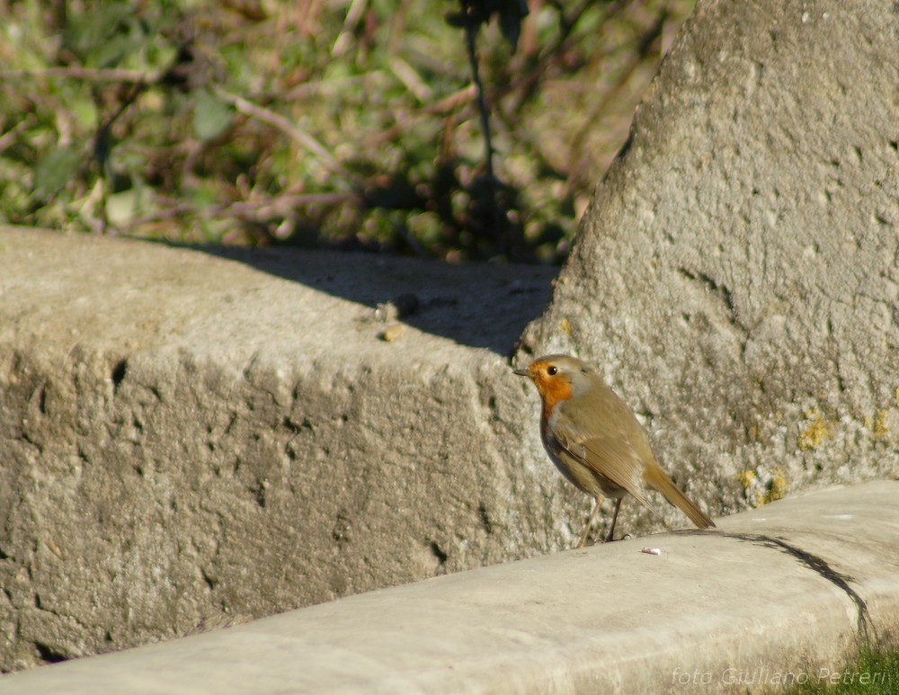 pettirosso