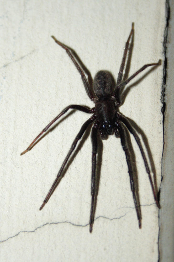 Segestria sp.