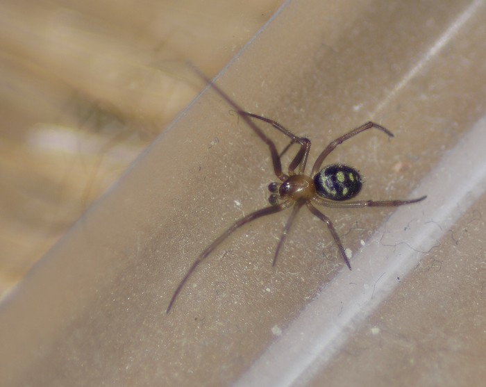 Steatoda grossa