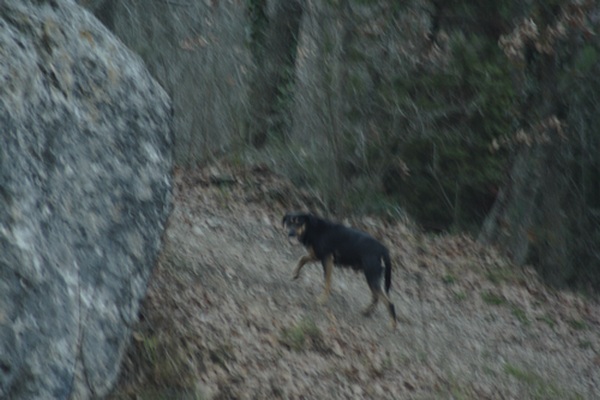 alla ricerca dei cani inselvatichiti. l''aquila