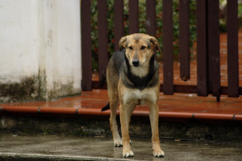 alla ricerca dei cani inselvatichiti. l''aquila