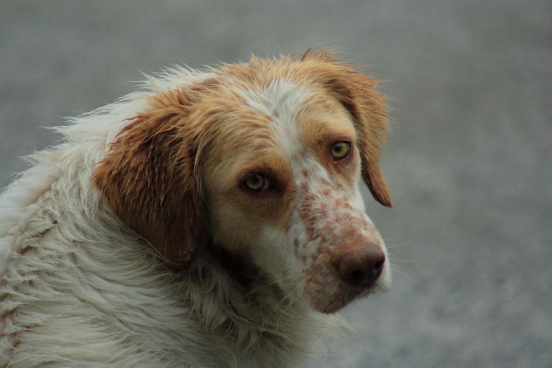 alla ricerca dei cani inselvatichiti. l''aquila