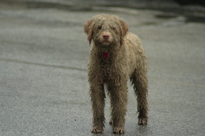 alla ricerca dei cani inselvatichiti. l''aquila