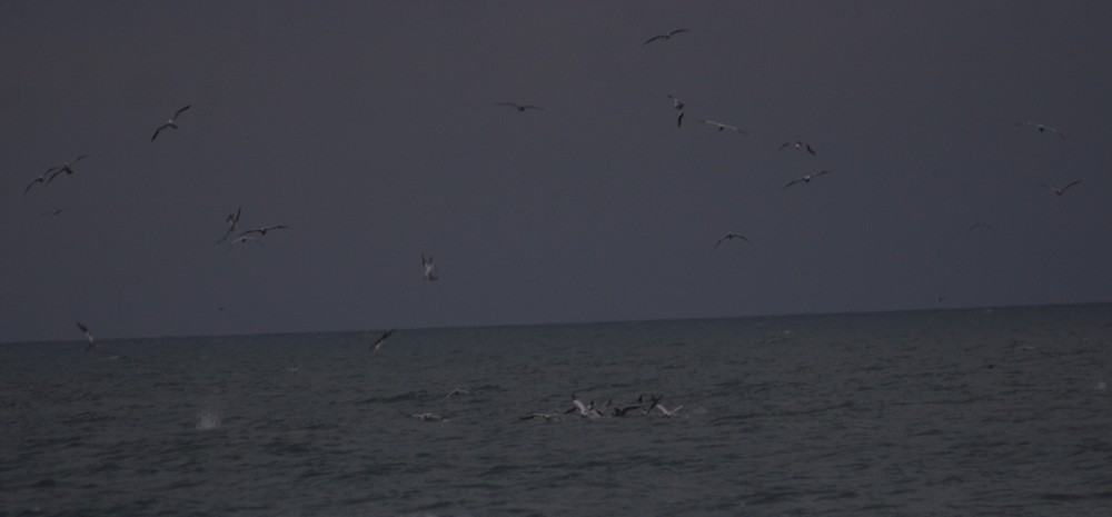 sule a focene,  foto in fase di caccia