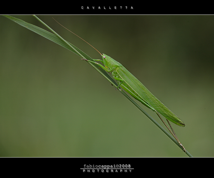 Ruspolia nitidula (Conocephalidae)