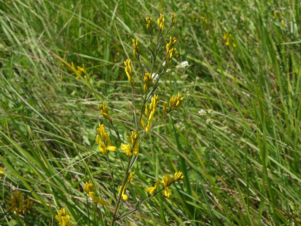 Genista tinctoria