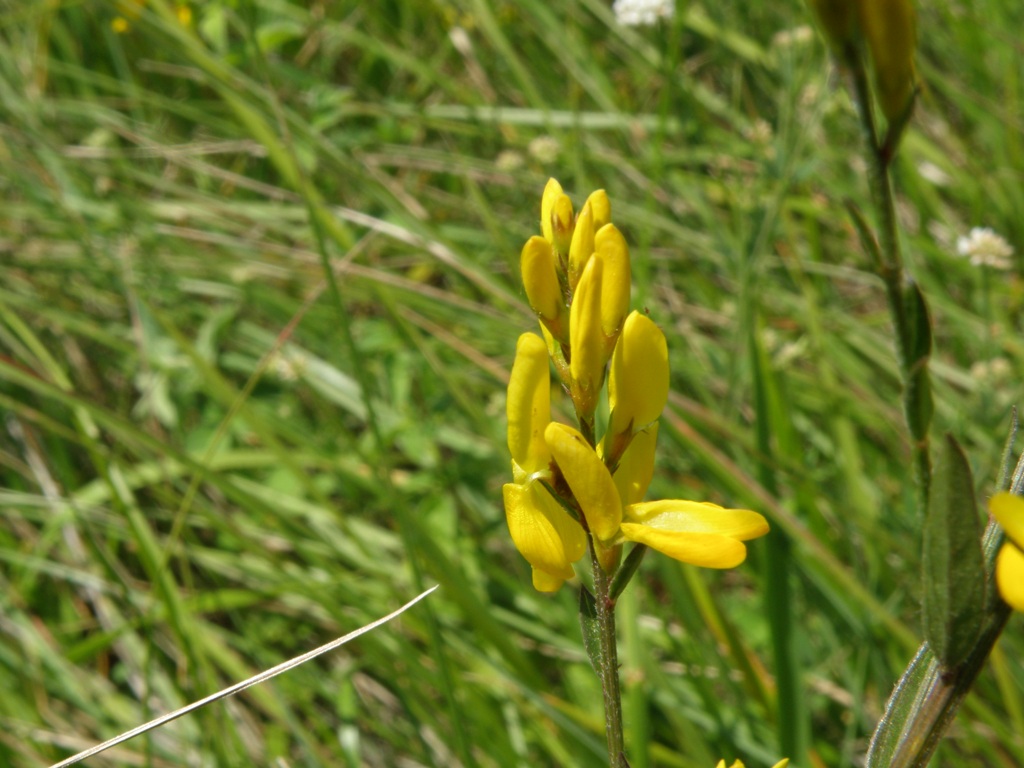 Genista tinctoria