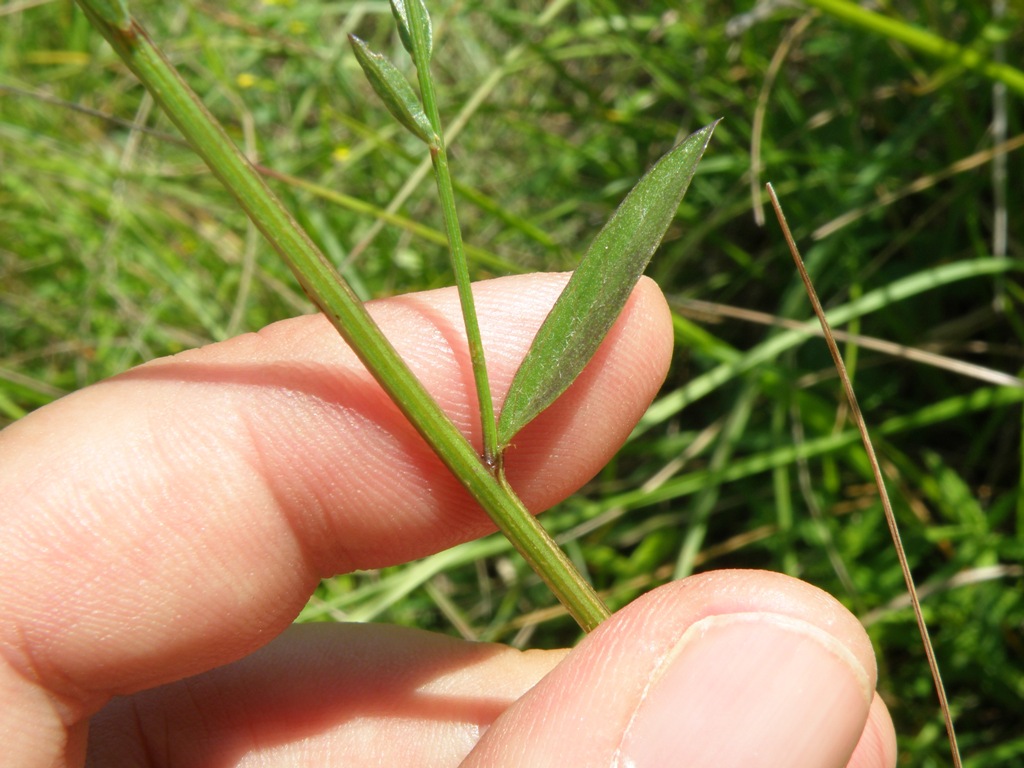 Genista tinctoria