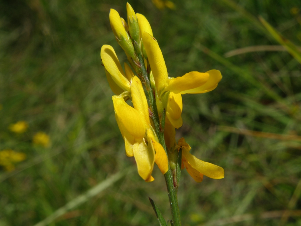 Genista tinctoria