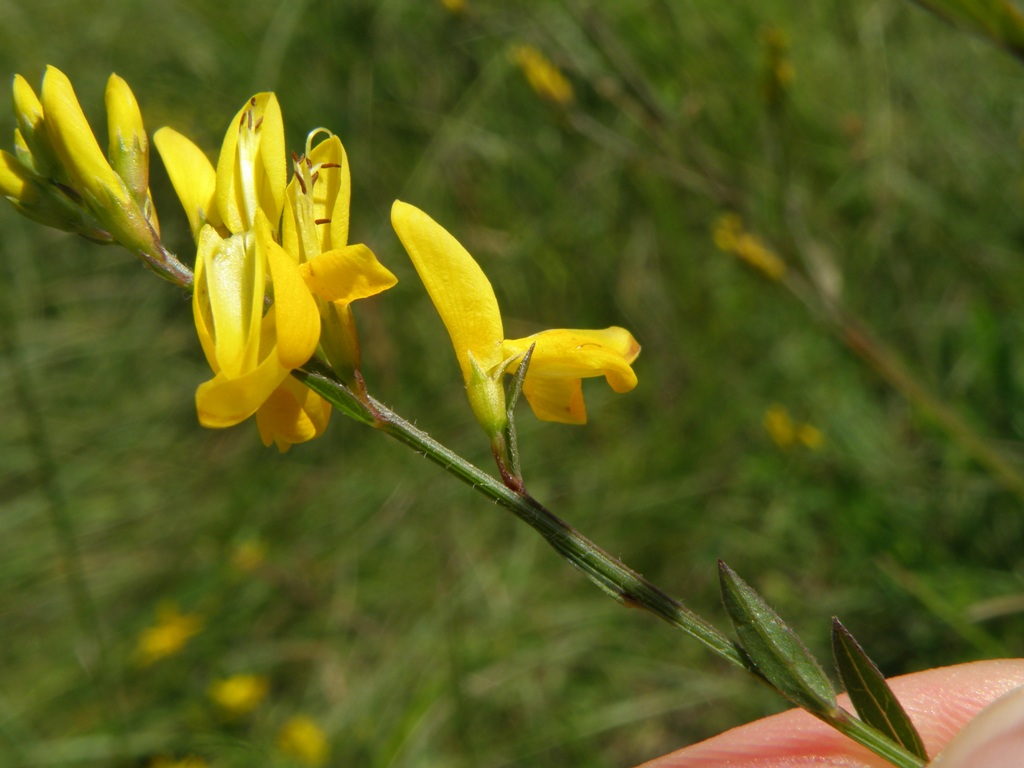 Genista tinctoria