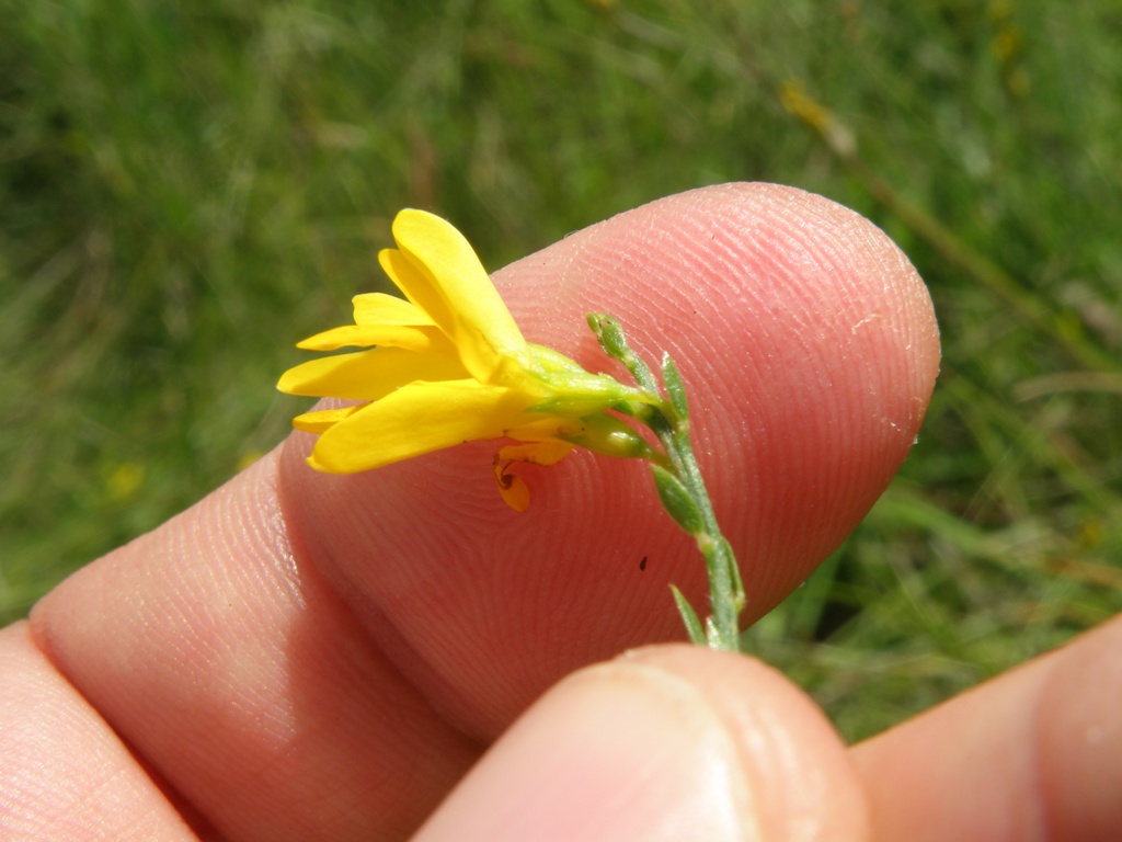 Genista tinctoria