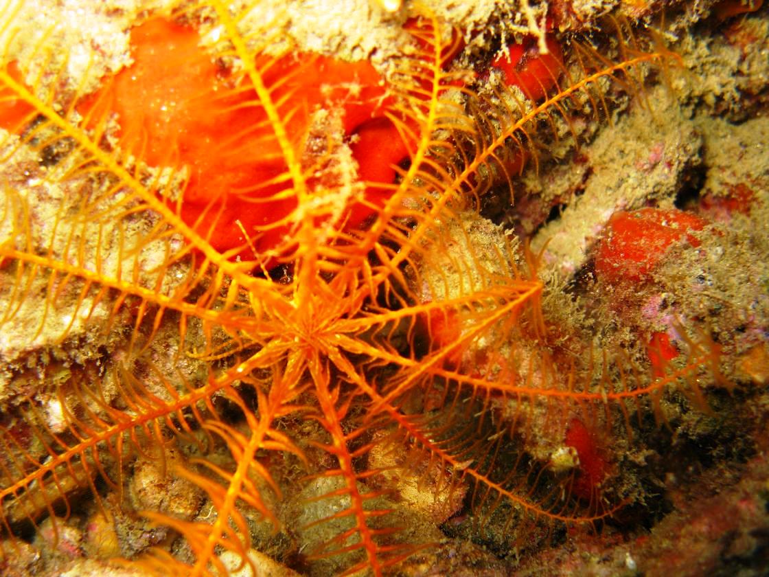 Antedon mediterranea (Lamarck, 1816)