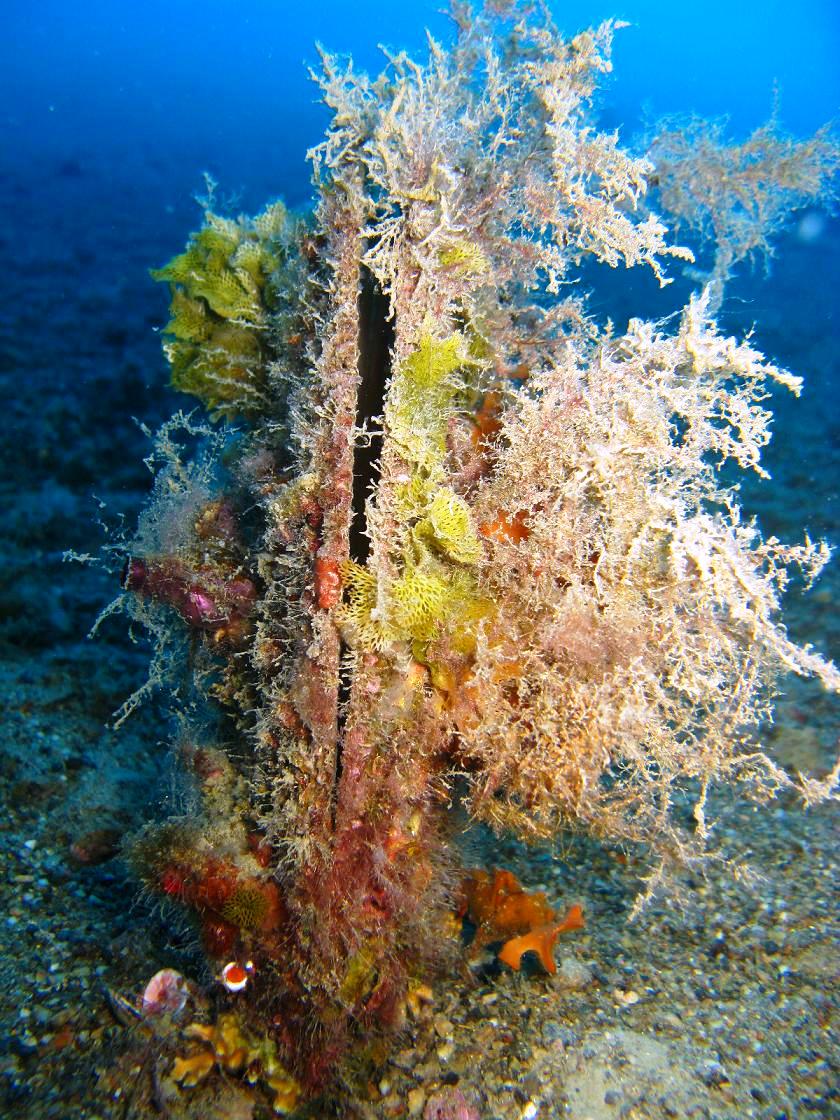 Pinna nobilis di carnevale!