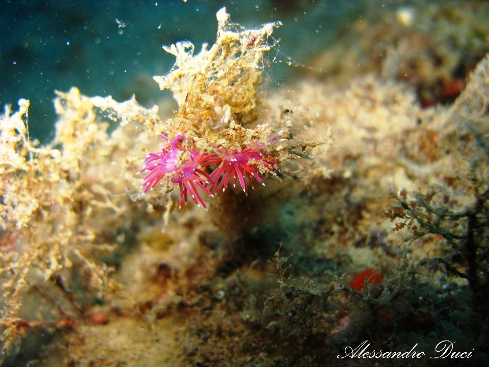Flabellina pedata