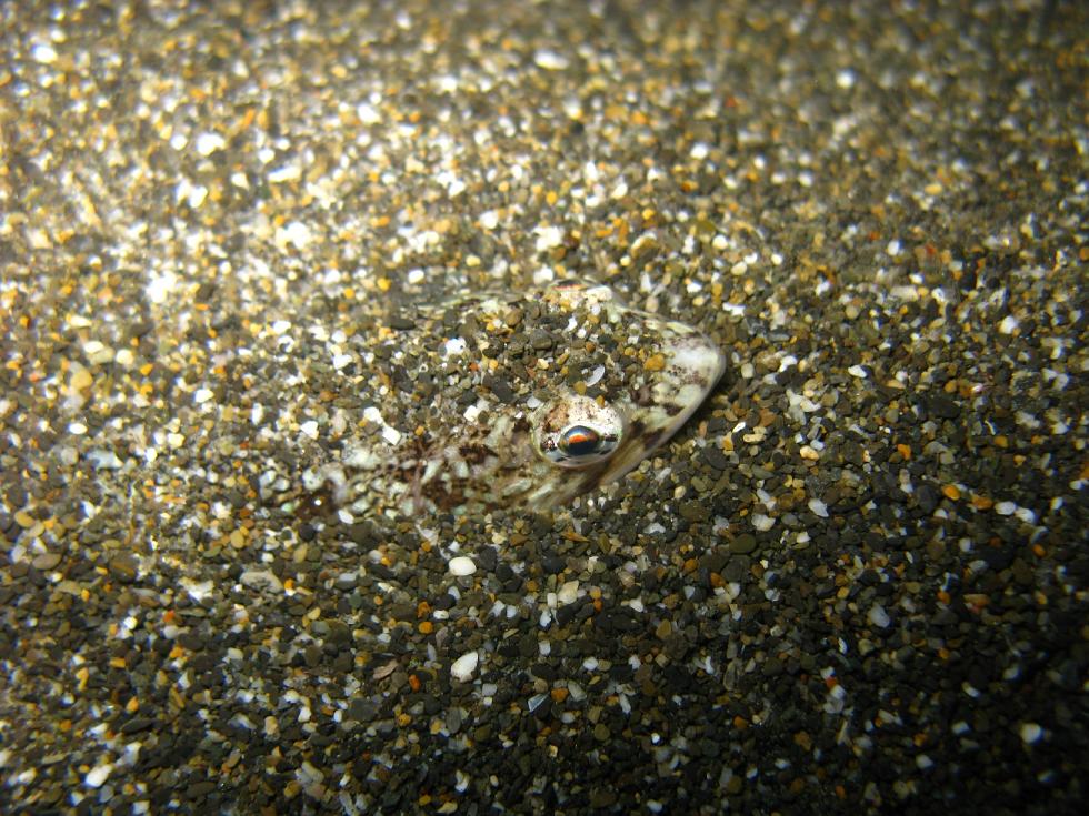 Synodus saurus - Pesce lucertola