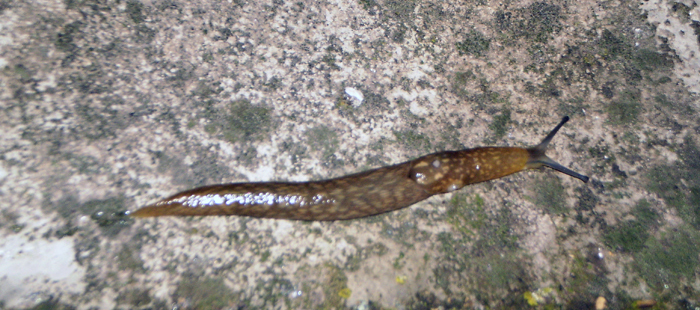 Limacus flavus da Empoli (FI)