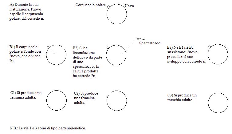 partenogenesi insetti stecco
