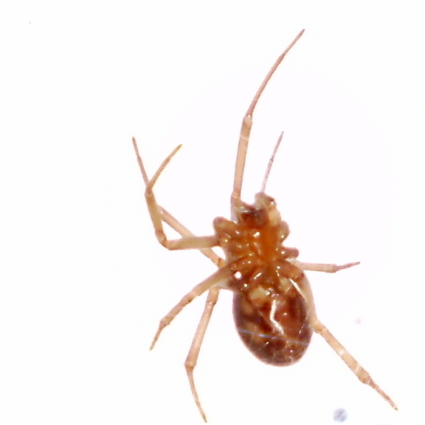 Steatoda sp.