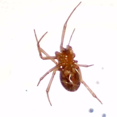 Steatoda sp.