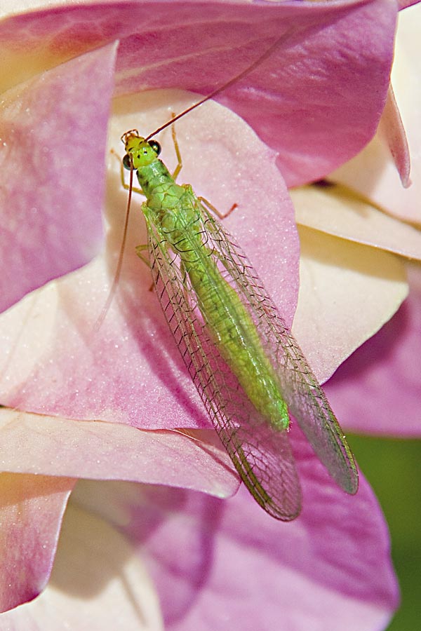 Chrysopa formosa